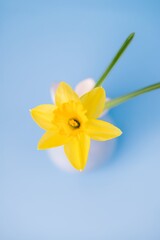 Sunny daffodil flower in a vase on a blue background, top view
