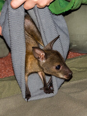 Orphaned and hand-reared red-necked wallaby baby in a zoo © belizar
