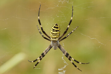 Closeup of a colorful orb-web wasp spider, Argiope bruennichi on green background