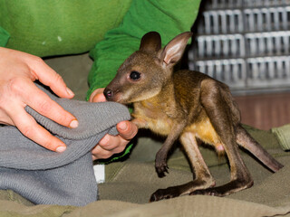 Orphaned and hand-reared red-necked wallaby baby in a zoo © belizar