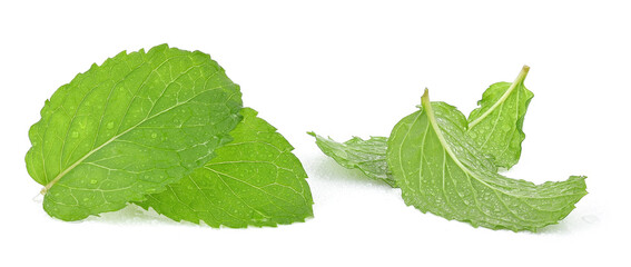 mint leaves with drop of water isolated on white background