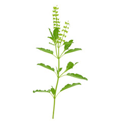 Basil flower, stalk and leaves isolated on a white