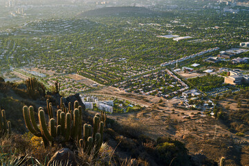 Cactus overlooking Santiago, Chile at sunset.