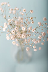 
Gypsophila paniculata 'Snowflake' in vase. Soft colors. Blue background. 