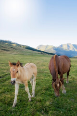 a mare and a foal graze in a meadow in a mountain landscape on a summer day, Baqueira Beret, Lleida, Spain