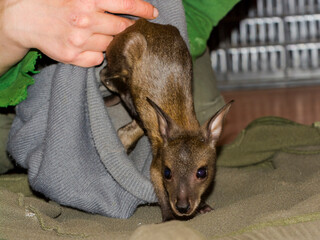Orphaned and hand-reared red-necked wallaby baby in a zoo © belizar