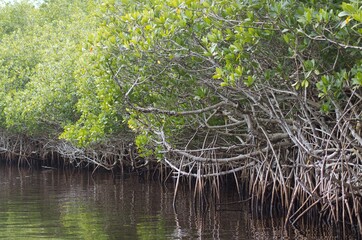 A scenic view of famous Everglades swamps and wildlife in Florida, USA