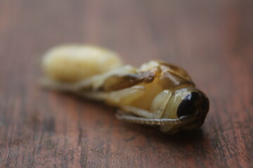 close up of a wasp larvae