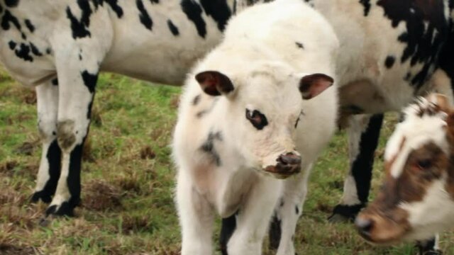 dairy cows in the paramos of sumapaz colombia