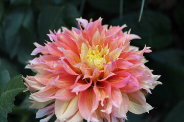 Fleurs rose orang&eacute;e
