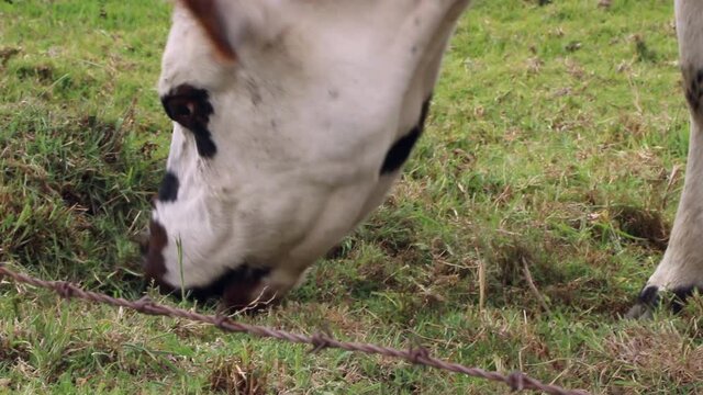dairy cows in the paramos of sumapaz colombia