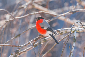 Bullfinch on the tree branch at winter sunny day time.