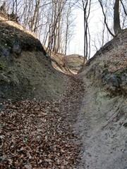 Weg durch den Wald zum Nordperd auf Rügen