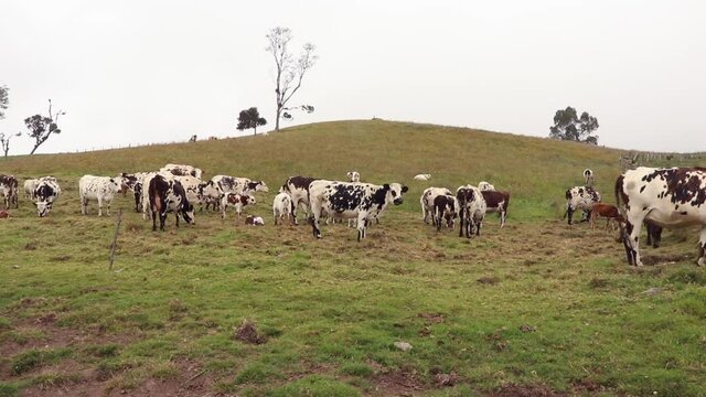 dairy cows in the paramos of sumapaz colombia