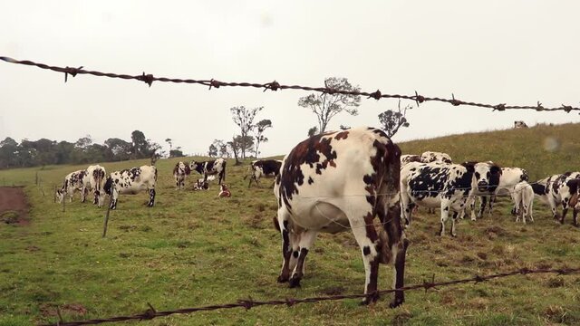 dairy cows in the paramos of sumapaz colombia