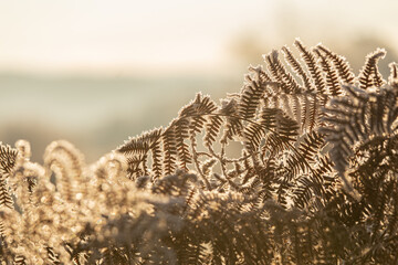 Close-up of frozen fern in winter outdoors during sunrise, backlight