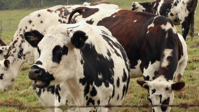 dairy cows in the paramos of sumapaz colombia