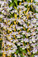Hooded orchid plant (Dendrobium aphyllum), vertical