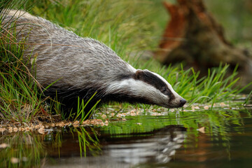 European badger, Meles meles, drinks at forest lake. Cute animal stands in green grass, water drop falling down its muzzle. Wildlife scene from summer nature. Black and white striped beast. © Vaclav