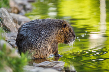 Coypu, Myocastor coypus, sitting in water near river bank and cleaning hair by hind leg. Rodent...