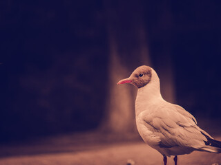 white dove standing