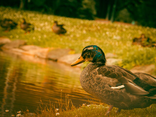 duck in the water