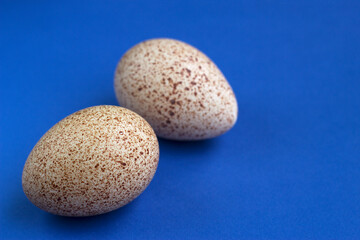 Fototapeta na wymiar a pair of fresh turkey eggs on the blue background with copy space