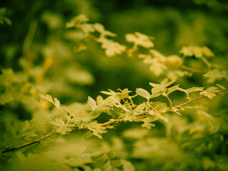 close up of a green leaf