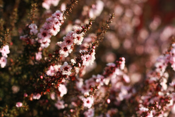 Pink blossom at sunset, Leptospermum scoparium