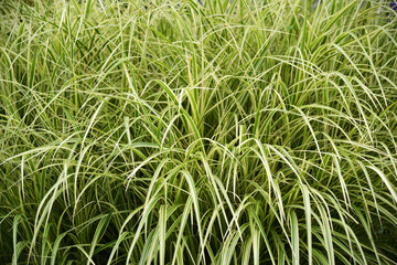 草模様　自然の模様