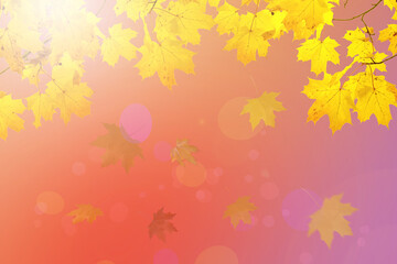 Yellow maple leaves are flying down. Autumn natural background in red and gold colors.
