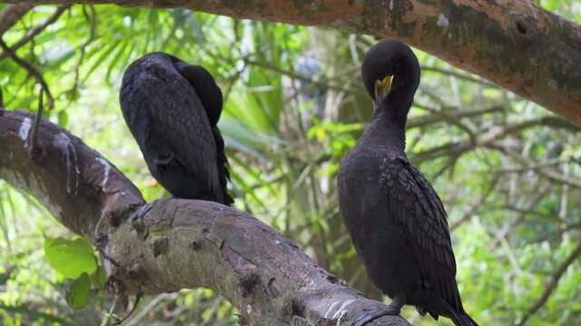Two double-crested cormorants (Phalacrocorax auritus) grooming on a tree branch - Florida, USA