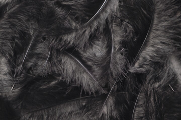 Black bird wing feathers detail, closeup dark background