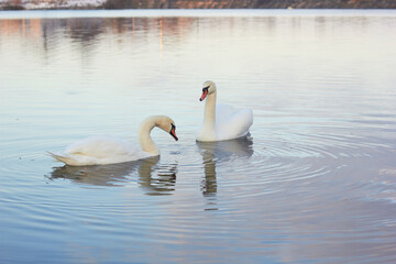 Two white swans float on the reflective water of the lake.
