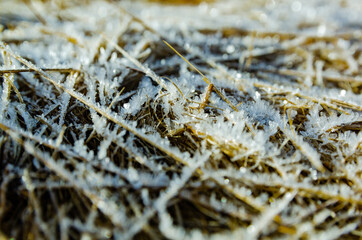 grass in the snow