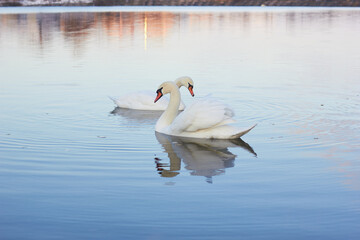 Two white swans float on the reflective water of the lake.
