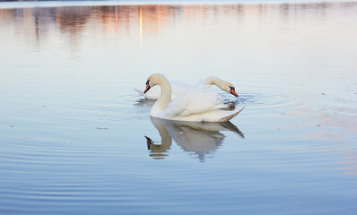 Two white swans float on the reflective water of the lake.

