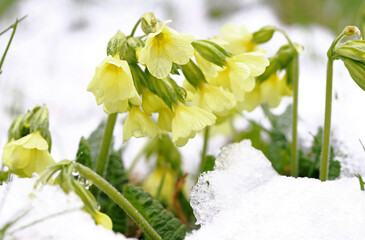 Schneefall im Frühling. Gelbe Schlüsselblumen in der Wiese unter kaltem Schnee
