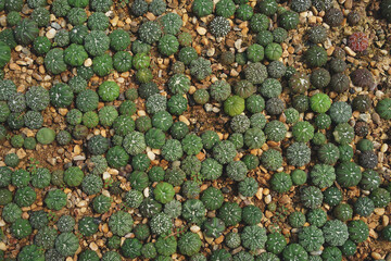 Astrophytum cacti in the breeding pot - 419523595