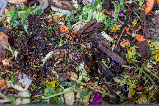 A close up view of worms put into a new feeding tray with fresh food and bedding material in an outdoor vermicomposter. Worm composter are a perfect solution in an apartment to process food waste
