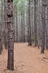 Obraz premium Empty dirt hiking trail through the forest pine trees