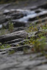 growth between the rocks