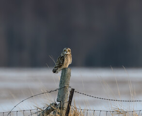 Northern Hawk Owl Sitting on Fence Post in Winter