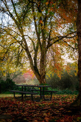 bench in autumn park