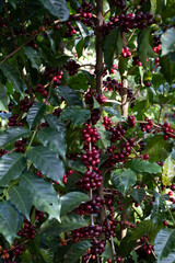 red berries on a bush