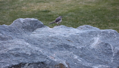 Songbird on Rock
