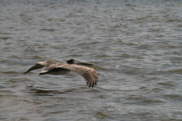 pelican in flight