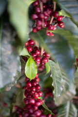 red berries on a bush