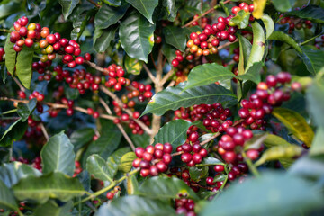 red berries on a bush