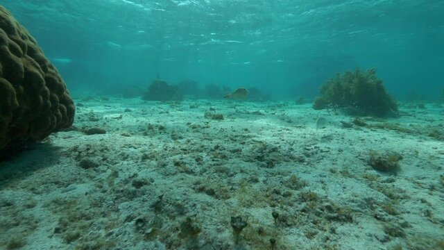 Slow Motion Pan: Fish Swimming Near Coral Reef Over Ocean Floor